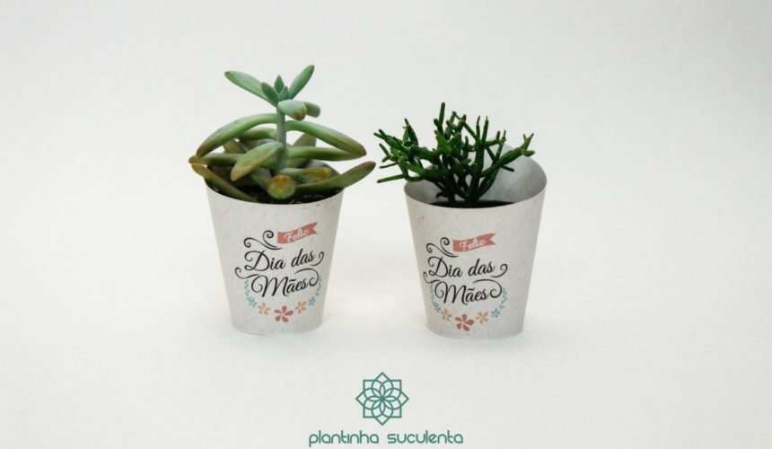 Plantinhas Suculentas para o Dia das Mães 2018 Plantinhas Suculentas para o Dia das Mães 2018
