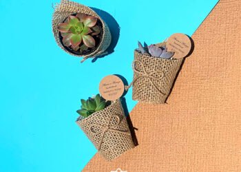 Suculentas com vasinho de juta