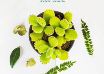 Suculenta Patinha de Urso