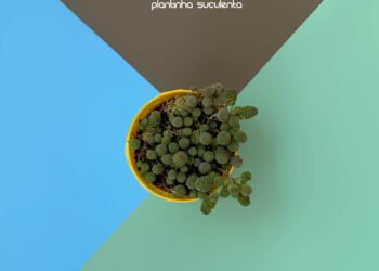 Suculenta Monanthes Polyphylla