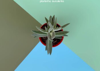 Suculentas Espécies 045