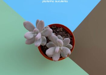 Suculentas Especies 050