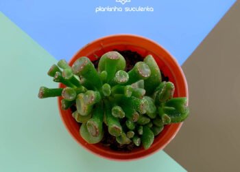 Suculenta Orelha de shrek