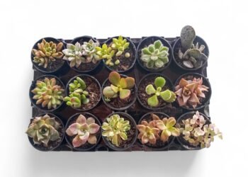 Mini Suculentas no Atacado | Bandeja com 15 Unidades