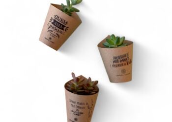 Mini Suculenta Semana do Meio Ambiente Sustentável