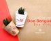 Junho-Vermelho-brindes-personalizados-plantinha-suculenta-2